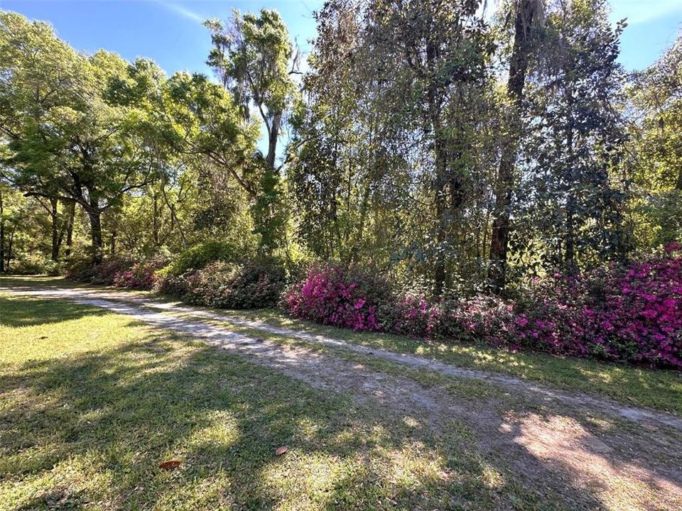 Driveway with azaleas