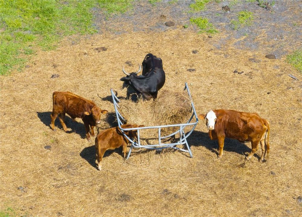 farm animals in rear property