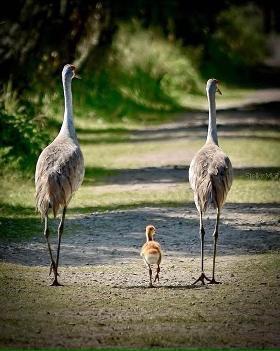 The neighborhood Sandhill Crane Family with their new colt in tow