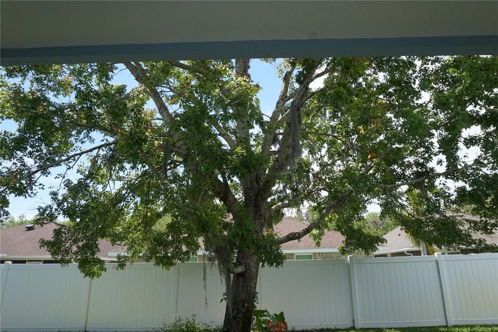 Beautiful shade tree in private backyard