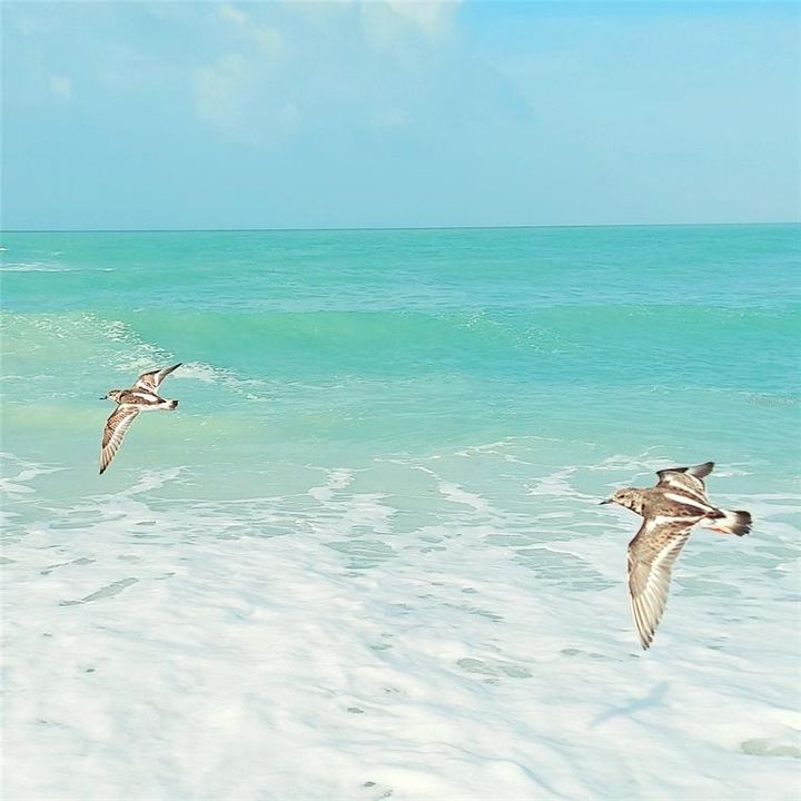 Beach birds