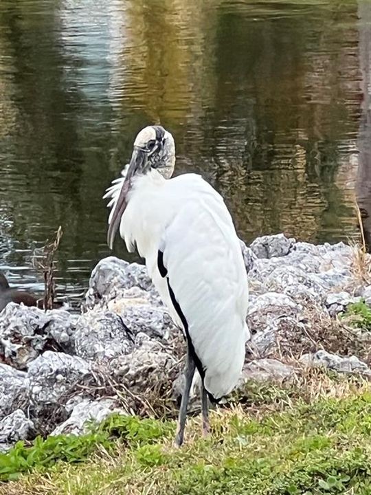 A migrating wood stork enjoying the shores of Marina Bay's lagoons.