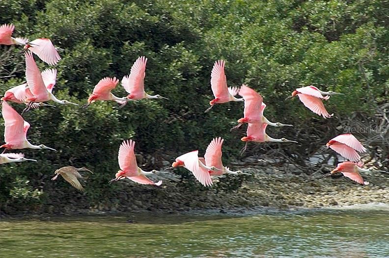 Flock of Roseatte Spoonbills.