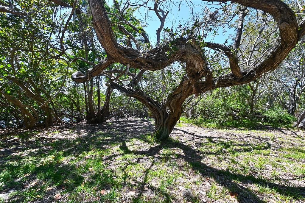 Old gnarly oak trees located on property
