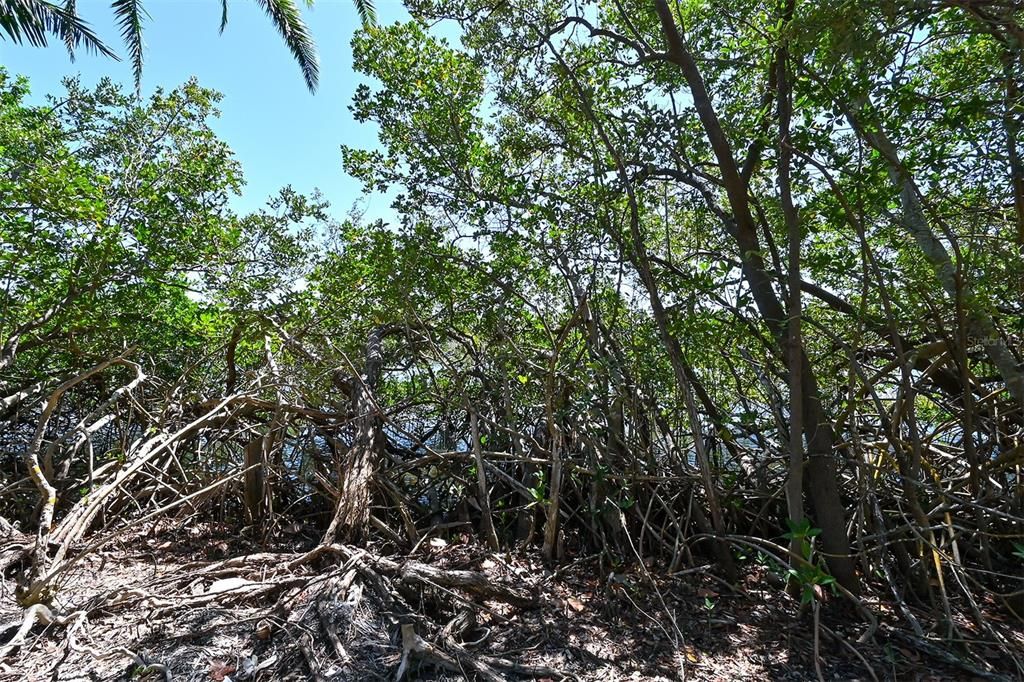 Mangroves along Bishops Bayou