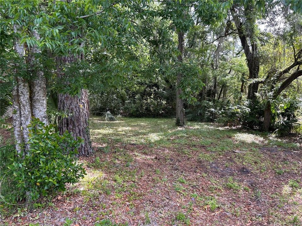 Clearing surrounded by trees