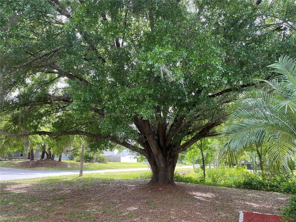 Front Yard Oak Tree