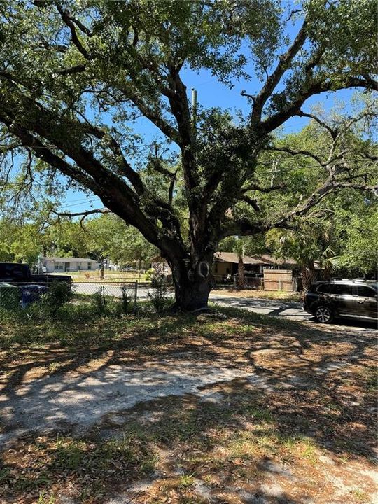 Spacious front yard with Beautiful shade tree