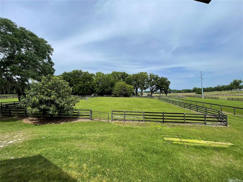 Oak Hammock in Front of Home for Privacy