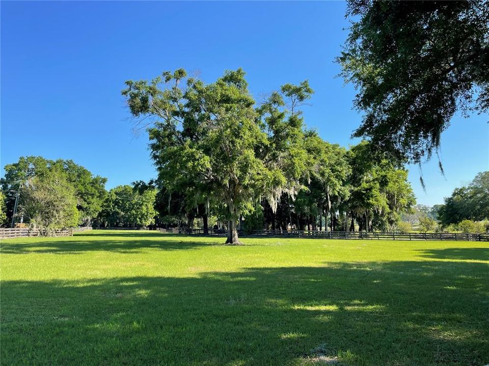 More Pasture with Oaks.