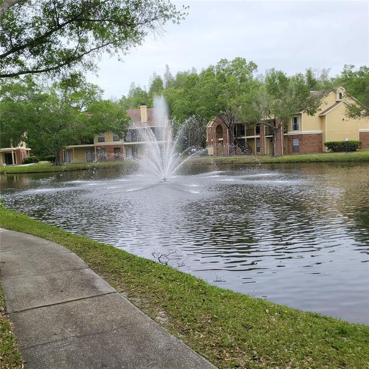 pic of the pond from the patio