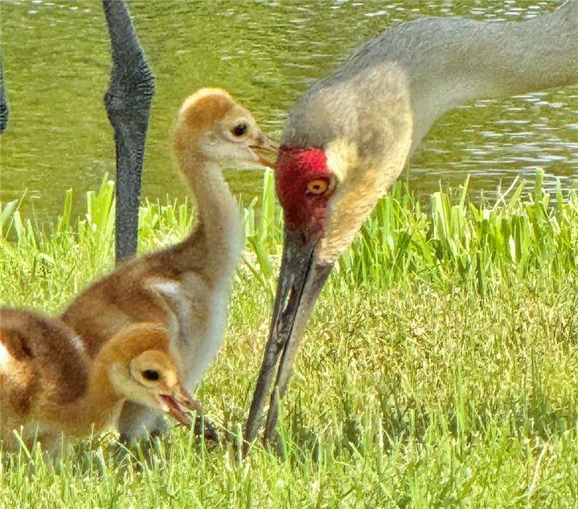 Baby Chicks with their Mother -shot from the lanai