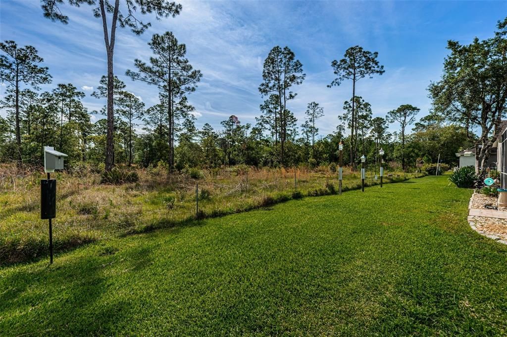 Expansive Backyard with the Brooker Creek Preserve