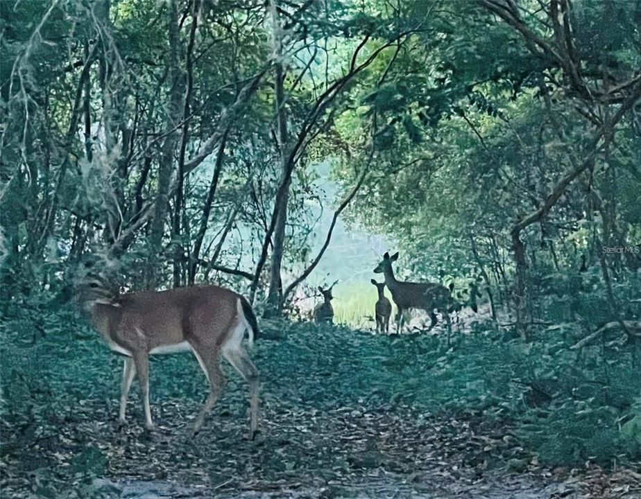 Actual photo of deer on path