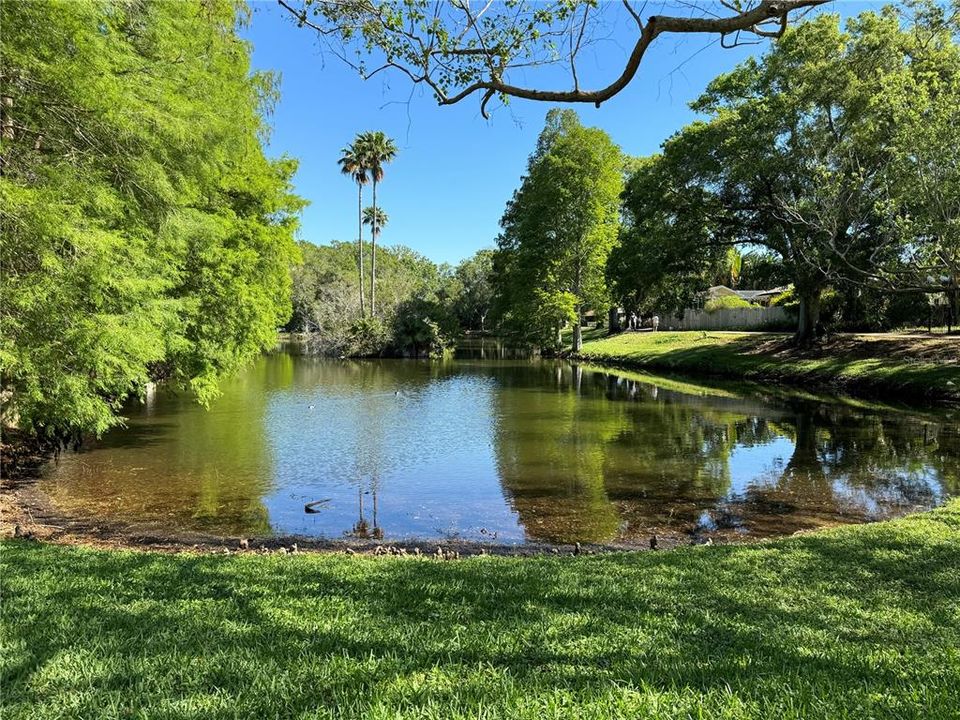 Pond at Scotsdale Park