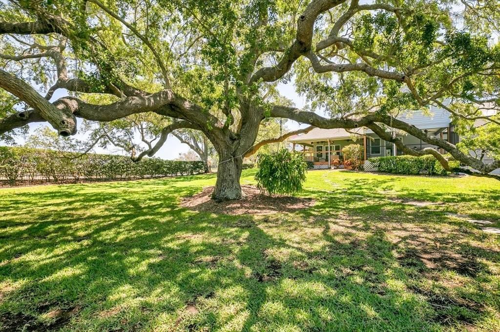 Legacy oak tree with staghorn