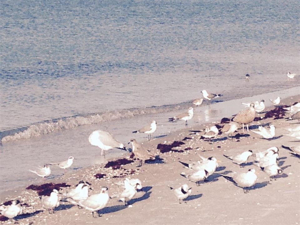Birds on the Beach.