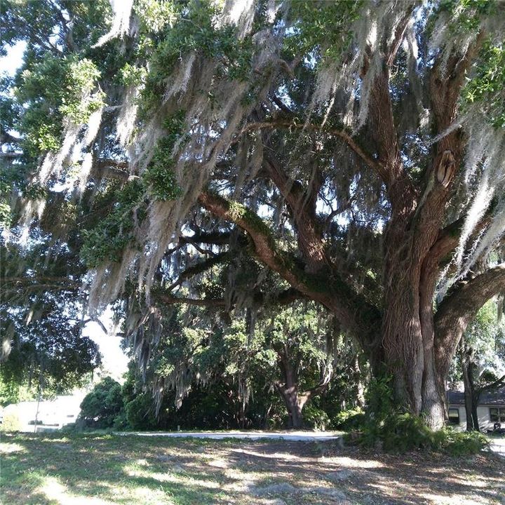 Mature Live Oak Tree