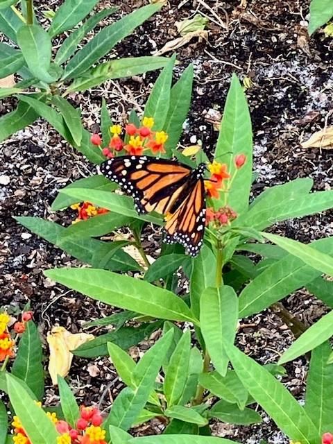 Enjoy your own butterfly garden