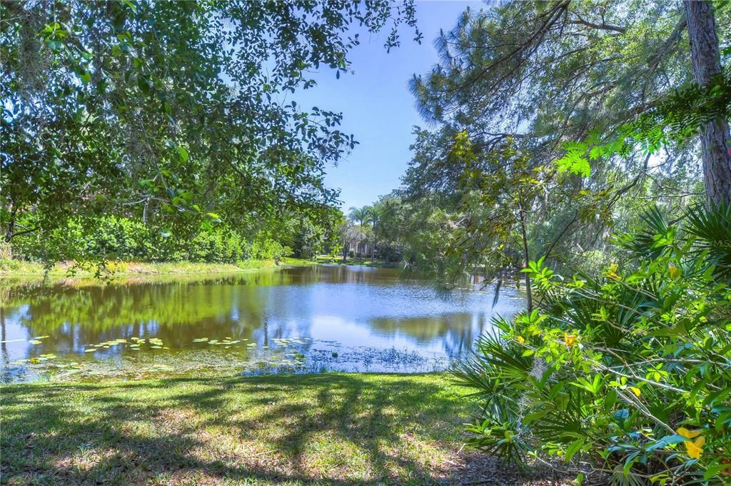 POND VIEW