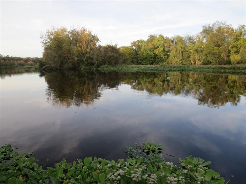 Ocala National Forest Activity