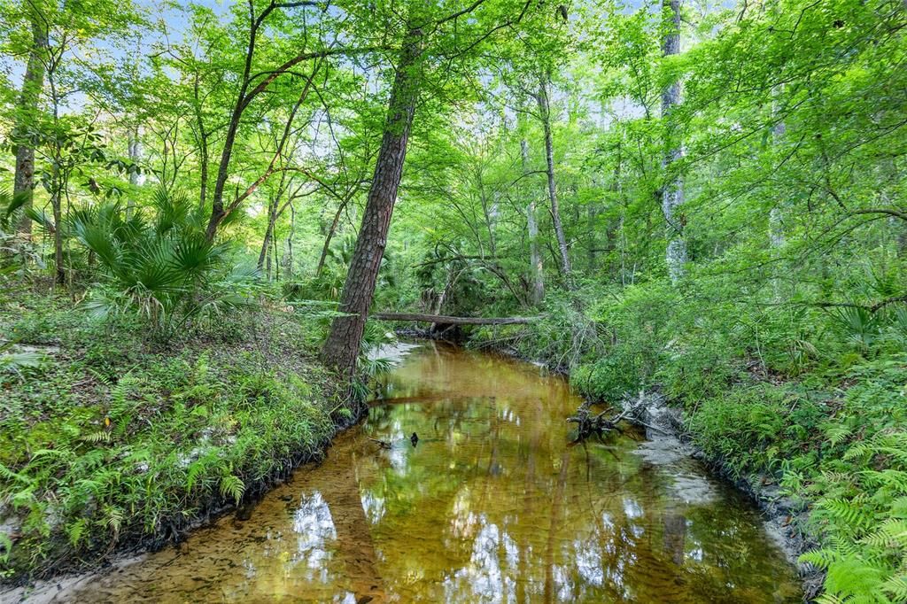 Hogtown Creek