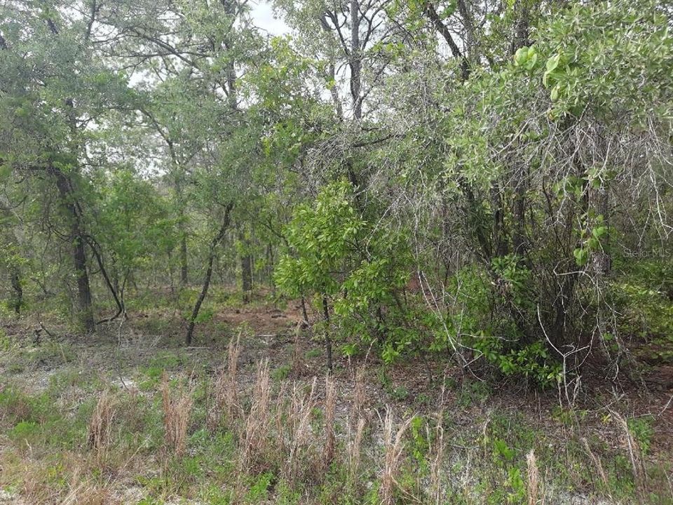 En Venta: $95,900 (1.93 acres)