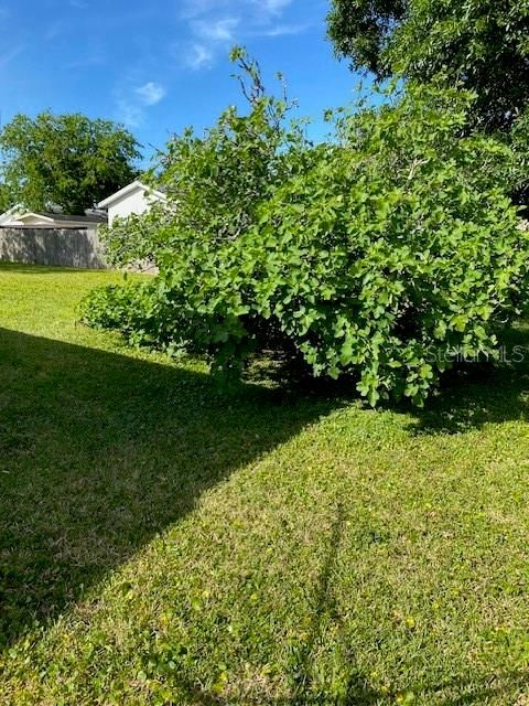 fig tree in backyard