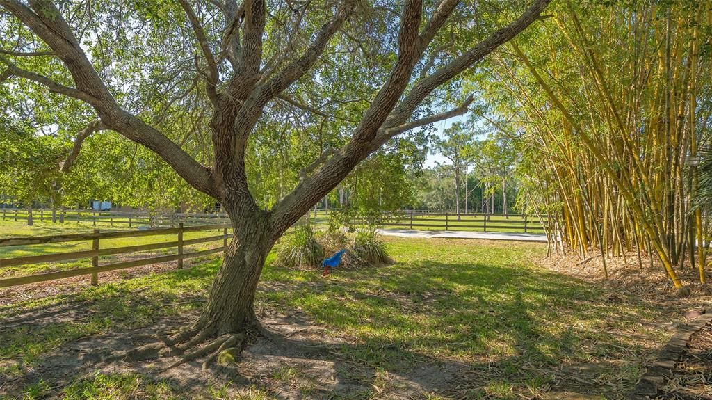 Gorgeous oak trees are found throughout the property, but there are NO wetlands!