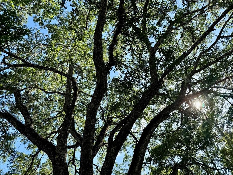 Majestic Oak Tree in your Front Yard