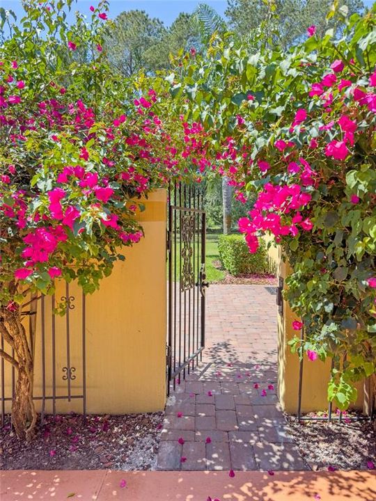 This Bougainvillia draped gate leads to the private "inlaw or teen suite"