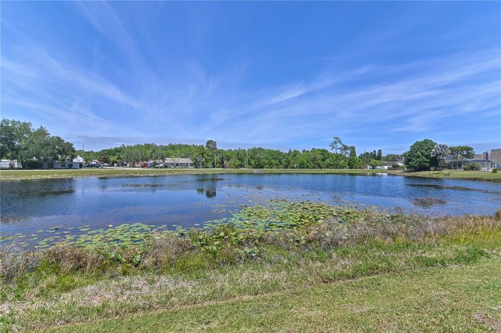 Back Yard, Pond-view