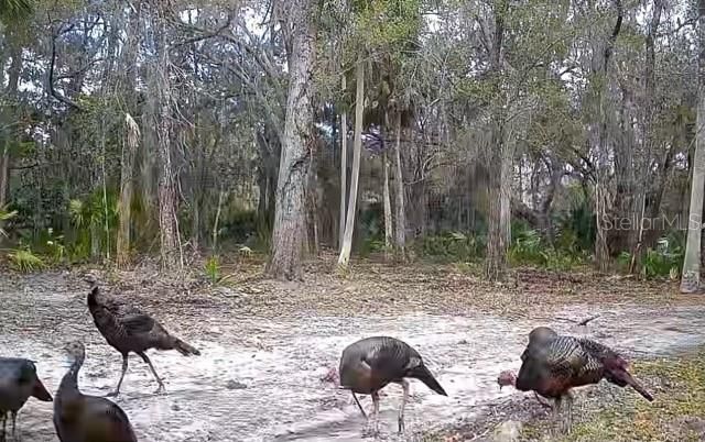 Wild turkeys