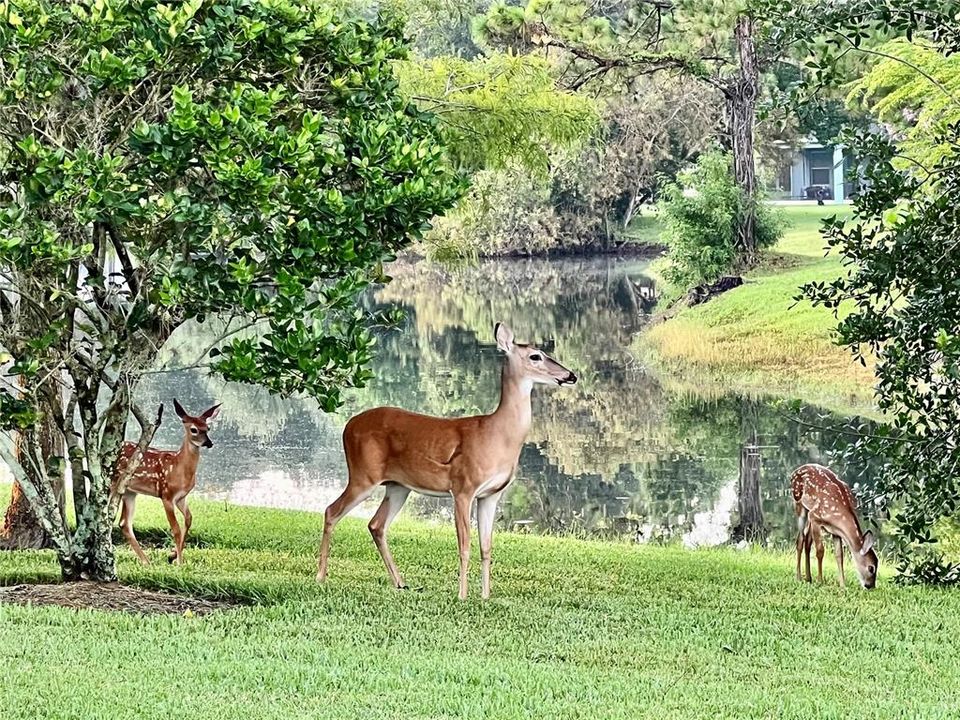 These deer wander freely in The Eagles