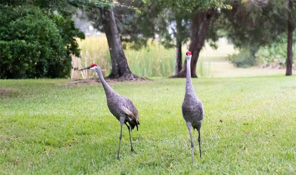 Sand Hill Cranes love life at The Eagles