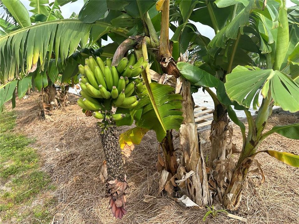 Bananas galore