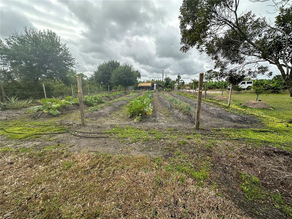 View of the vegetable gardens