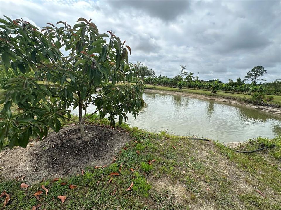 View of fruit tree by the fish pond