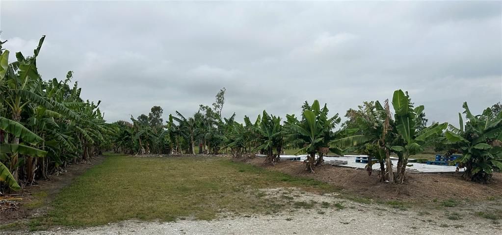 Four varieties of banana trees