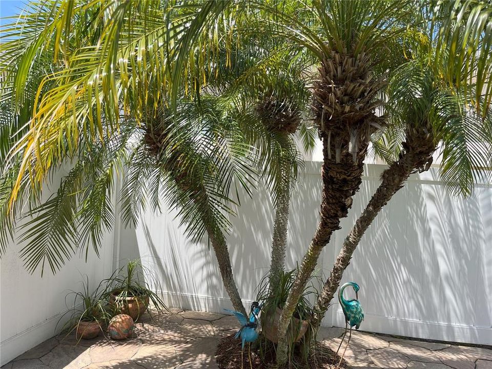 Robellini Palm outside porch area for viewing area and Tropical ambiance.