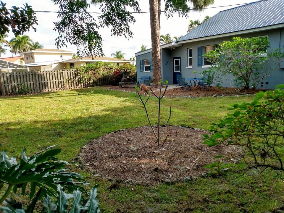 Backyard Azaleas