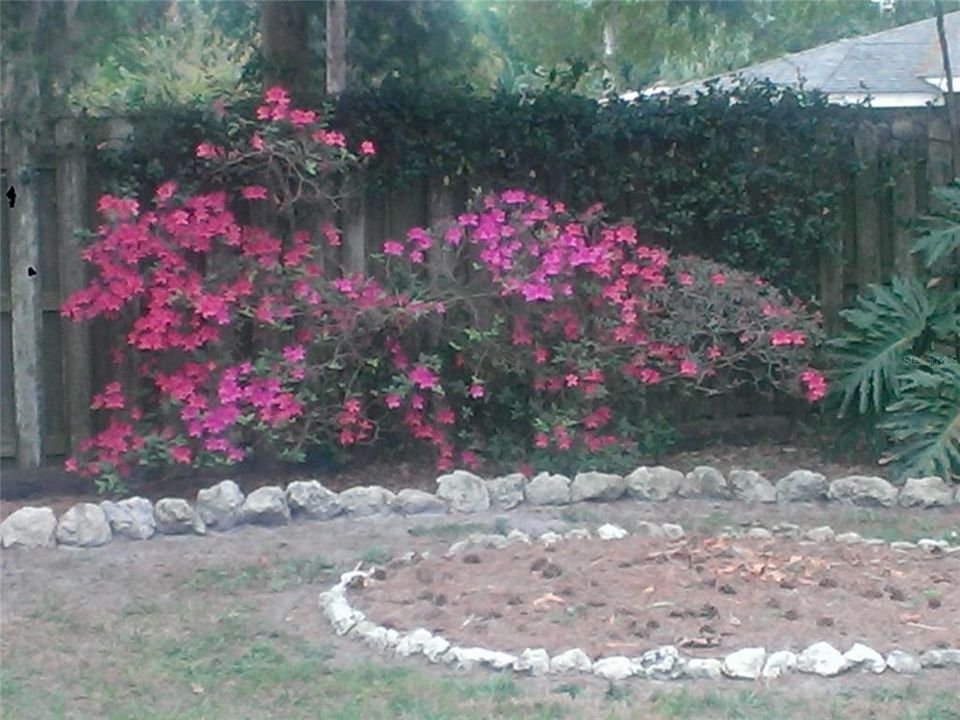 Backyard Azaleas