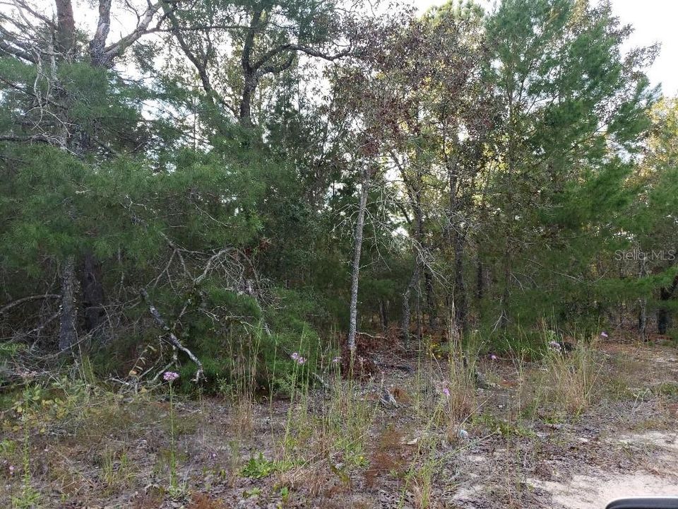 En Venta: $14,900 (0.34 acres)