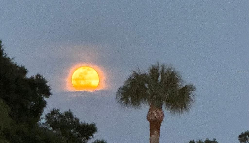 Moon setting over palm trees