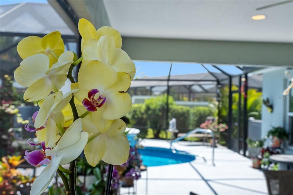 Lovely ORCHID PLANT lcoated inside the SCREEN ENCLOSED LANAI