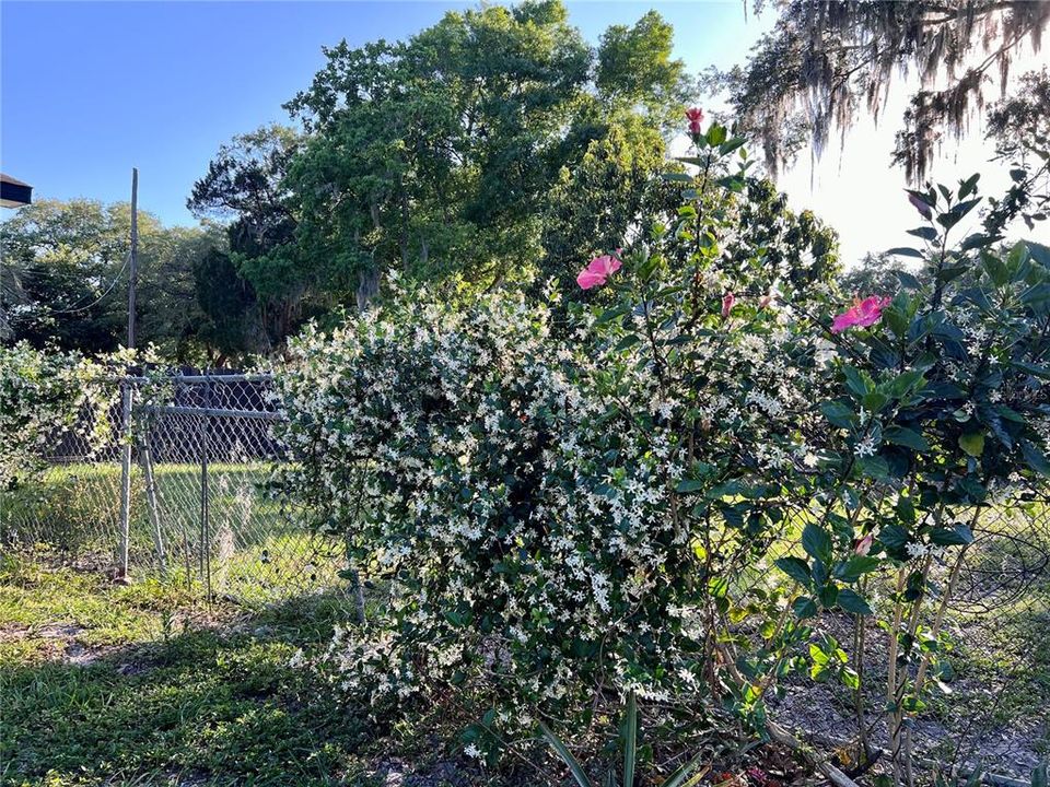 Flower bush planted on backyard fence