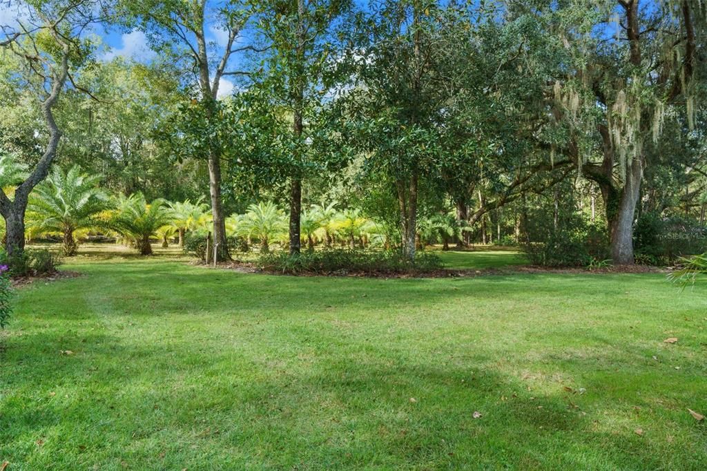 Back yard-great place for picnics, throwing, kicking ball, or just enjoying nature.