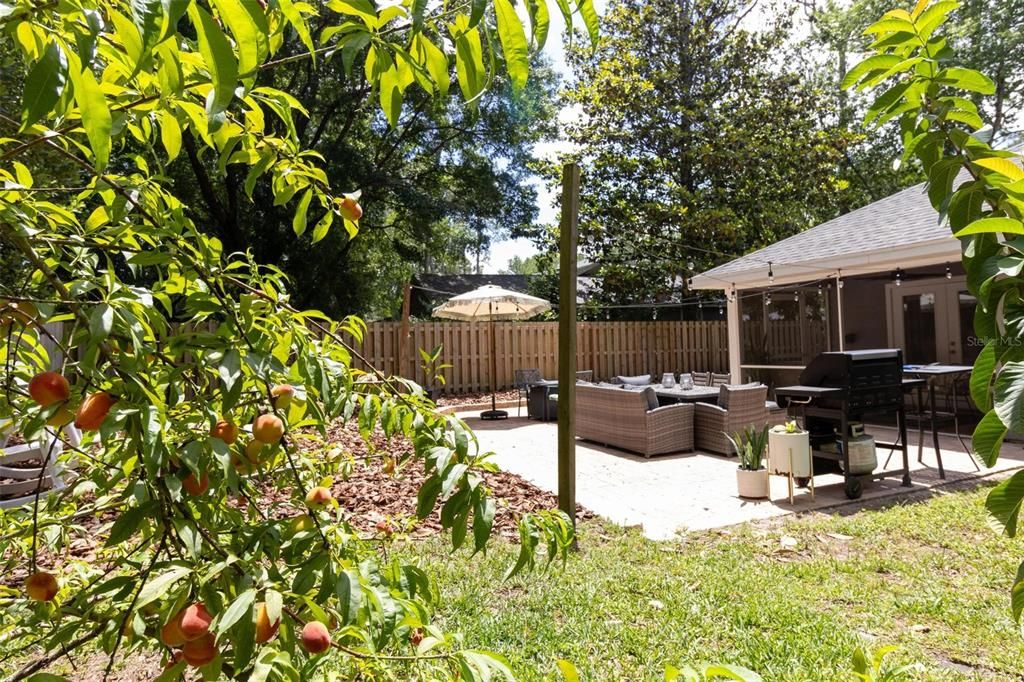 Backyard Fruit Trees