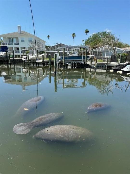 Watch Manatees right from your dock!