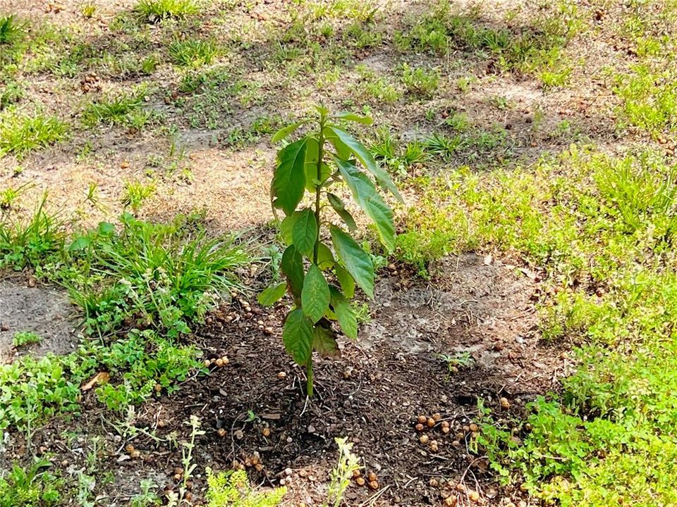 Fruit trees